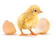 Newborn chicken