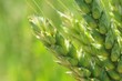 barley
