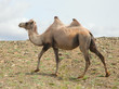 Bactrian camels