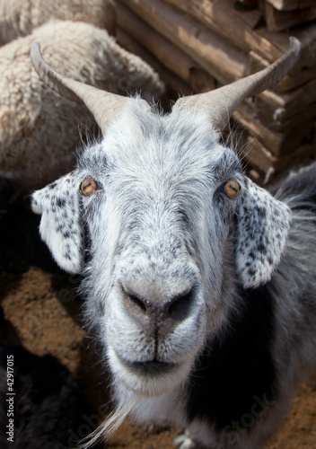 Photo: Goat and sheep Goat and sheep