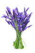 Foto: bunch of lavender bunch of lavender