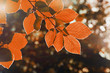 herbstlaub