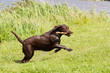 Very wet Brown labrador running with a stick