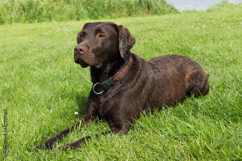 Photo: Brown labrador lying down in grass Brown labrador lying down in grass