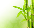 Bamboo background with copy space