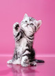 kitten