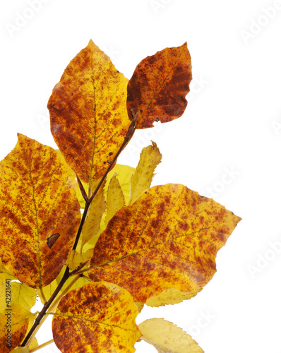 Photo: autumnal leaves autumnal leaves