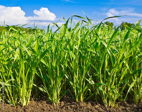 Photo: Green crops on a brown ground Green crops on a brown ground