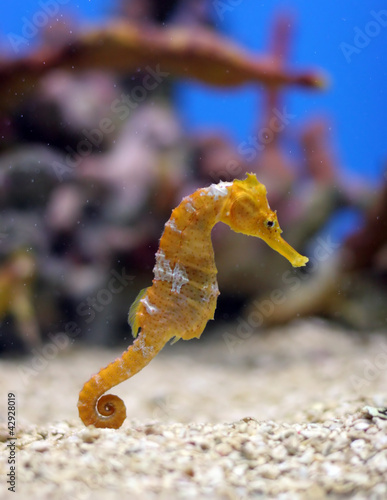 Photo: Orange Seahorse Orange Seahorse