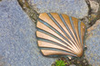 Pilgermuschel - St James shell 08