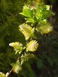 Willow Catkin on Riverbank