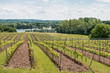 Weinanbau in Schleswig-Holstein