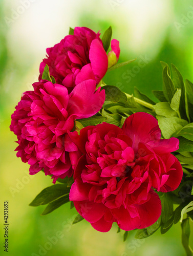 Photo: beautiful pink peonies on green background beautiful pink peonies on green background