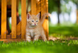 little kitten in the garden