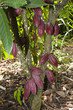 Photo: coca tree in a plantation in Ecuador coca tree in a plantation in Ecuador