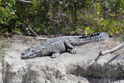 Photo: American crocodile (Crocodylus acutus) Basking in The Sun American crocodile (Crocodylus acutus) Basking in The Sun