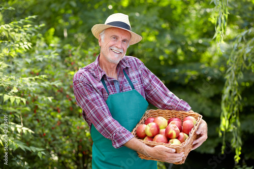 Photo: Senior gardener is presenting a basket full of apples Senior gardener is presenting a basket full of apples