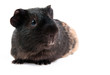 brown cavy on white background