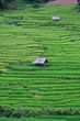 Terraced rice fields in northern Thailand