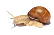 Foto: Snail. Snail.