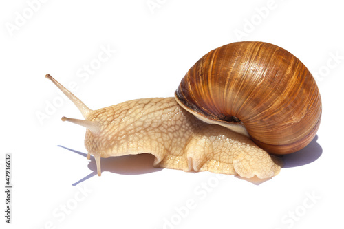 Photo: Snail. Snail.