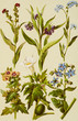 Color illustration of flowers in watercolor paintings