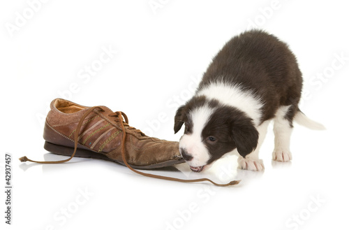 Photo: Border collie puppy chewing on a shoe Border collie puppy chewing on a shoe