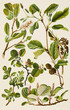 Color illustration of flowers in watercolor paintings