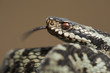 Photo: European Adder European Adder