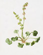Color illustration of flowers in watercolor paintings