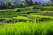 Terraced rice fields in northern Thailand