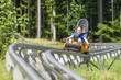 rasante Fahrt auf der Rodelbahn