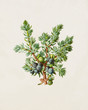 Color illustration of flowers in watercolor paintings
