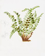 Color illustration of flowers in watercolor paintings