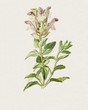 Color illustration of flowers in watercolor paintings