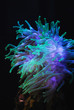 Actinia