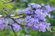 Photo : Jacaranda Mimosifolia Jacaranda Mimosifolia