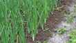 Video: view of chive on the field view of chive on the field