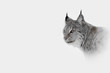 Foto: Hi Key Lynx Hi Key Lynx