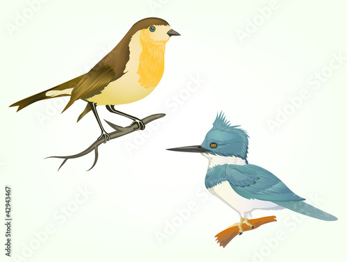 Vektor: birds isolated on white birds isolated on white