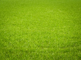 Grass Background