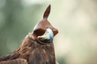 Photo: Hunting falcon Hunting falcon