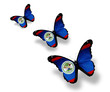 Three Belize flag butterflies, isolated on white