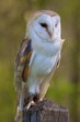 Barn Owl on Post