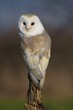 Barn Owl On Post