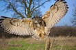 Owl in Flight