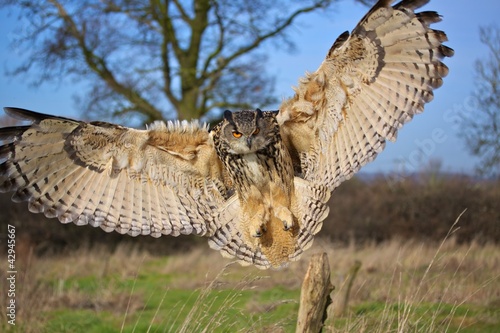 Photo: Owl in Flight Owl in Flight