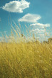 Field with yellow grass, blue sky and white clouds