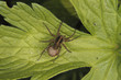 Photo: Wolfsspinne (Pardosa lugubris) Wolfsspinne (Pardosa lugubris)