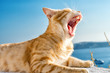 cat